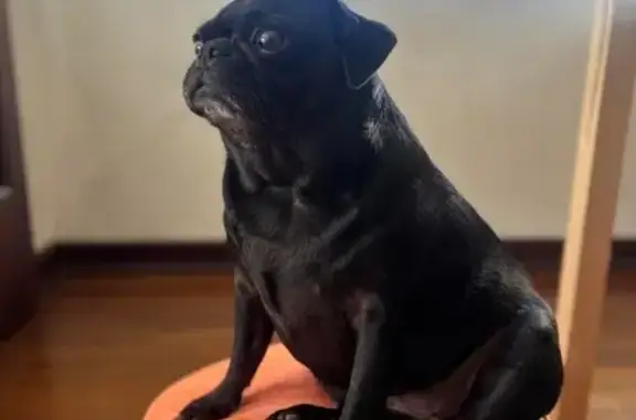 Missing dog , photo: Lost Dog Alert: Bayswater, WA