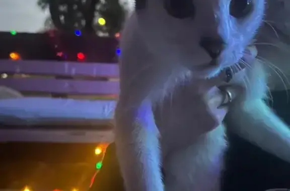 Found cat , photo: Adopt This Affectionate Cat in Campbelltown!