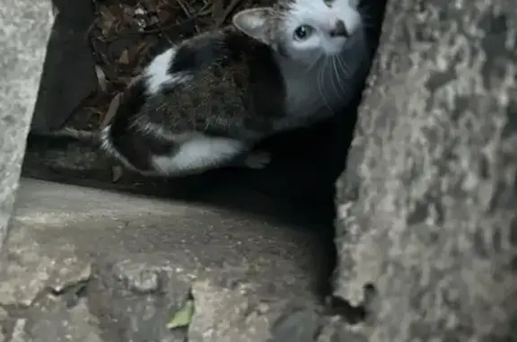 Lost Cat: White & Brown in Sutton Place