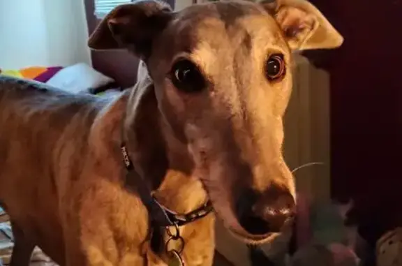 Lost Greyhounds: Brindle & Black in Launceston