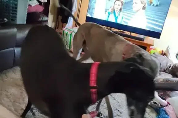 Lost: Friendly Greyhounds in Launceston
