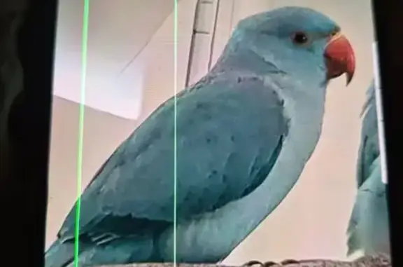 Lost Blue Ringneck: Kiki on Ballantrae Dr