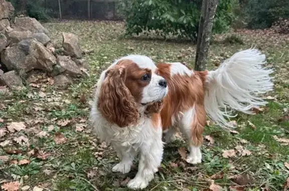 Animaux trouvés Rocbaron, photo: Chien Cavalier King Charles trouvé à Rocbaron