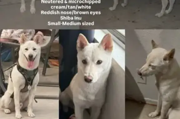 Missing dog Phoenix, photo: Lost dog, Phoenix