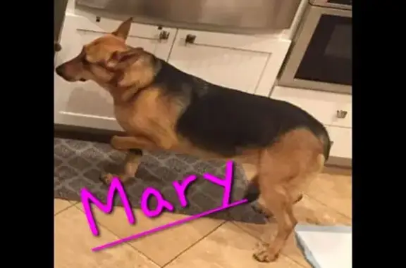 Lost Skittish Rescue Dog: Call If Seen