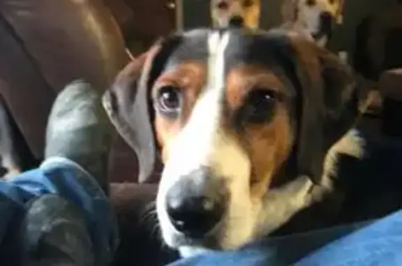 Missing dog West Jordan, photo: Lost Dog: Black & White in West Jordan