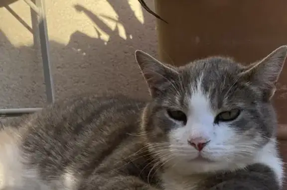 Animaux perdus Bohars, photo: Chat tigré perdu à Bohars