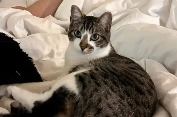 Missing cat Seaside, photo: Lost Male Tabby: Ardennes Circle, Seaside