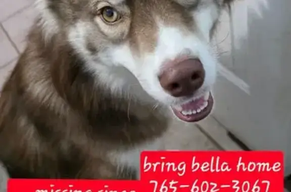 Lost Husky: Fox-Like, 2-Toned...