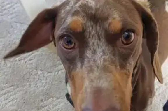 Lost Miniature Dachshund in Ballarat