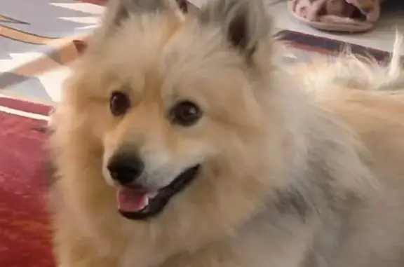 Lost Pomsky: Simba in Bankstown Area