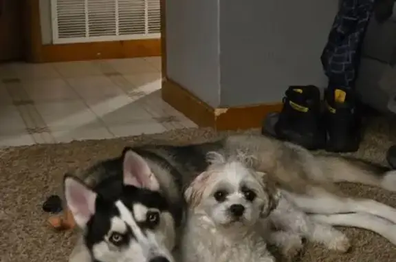 Lost Puppy in East Troy: Please Help!