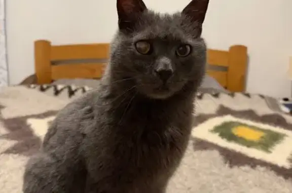 Знайдено кішку Київ, фото: Знайдено сірого котика біля Platform 9 3/4