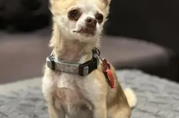 Lost pets Melbourne, photo: Lost: 11yr Brown Chihuahua, Pink Collar