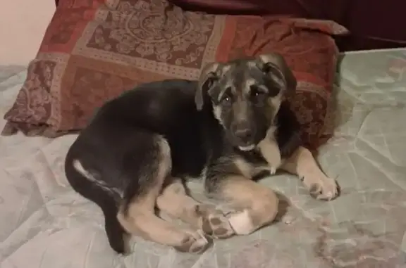 Lost dog, Warner Robins