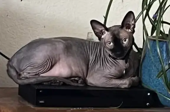 Lost Hairless Cat: Friendly & Vocal in Tempe - photo