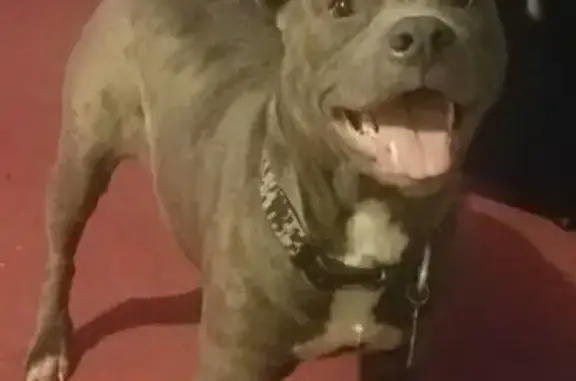 Lost Blue Nose Pit Near 3rd St, Mount Hope