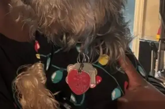 Missing dog Independence, photo: Lost Dog: Black Shirt, Pink Collar, Tag