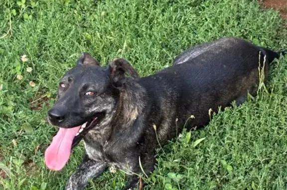 Friendly Blind Dog Found on Shady Rd