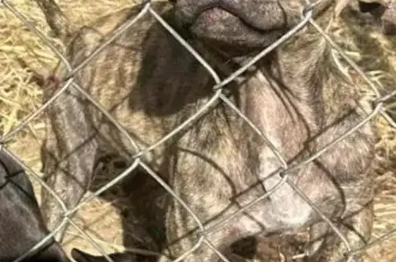 Lost dog, Mississippi State