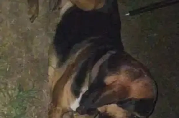 Help Find Bobby: Lost Bloodhound Alert! - photo