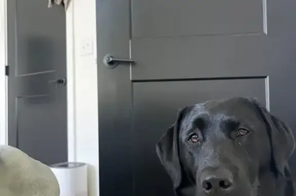 Lost Black Lab, Pink Collar - Jackson Springs - photo