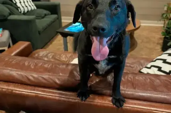 Found: Young Black Dog in Jackson, TN
