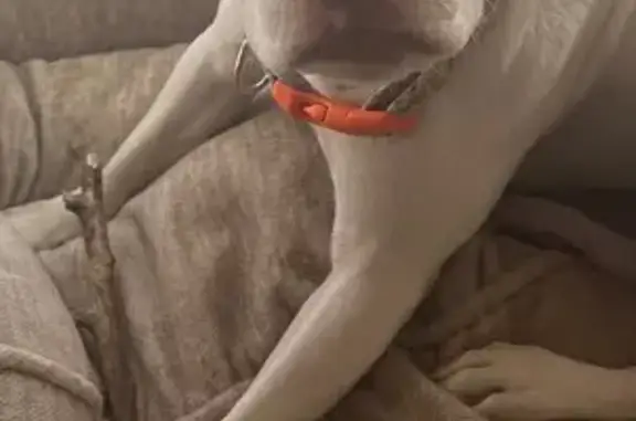 Lost dog, South Elgin