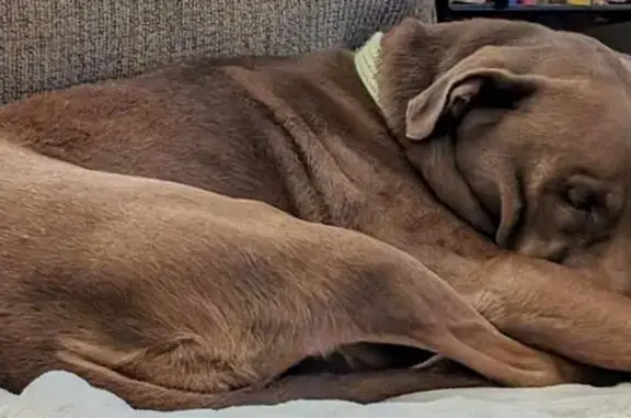 Lost Dog: Brown Coat, Lime Collar, Rice Creek - photo
