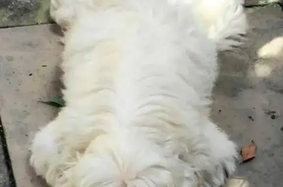 cachorro desaparecida