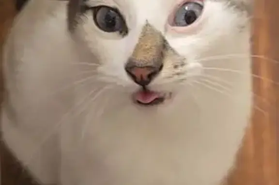 Lost Siamese Cat: Blue Eyes & Collar