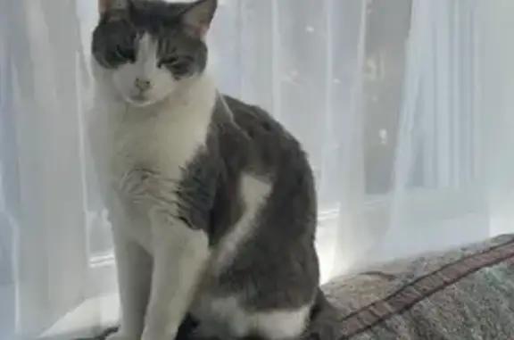 Missing cat New Rochelle, photo: Lost Cat with Cone - Clove Rd, New Rochelle