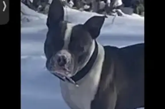 Lost Dog: Smooth Coat, Gray & White KC