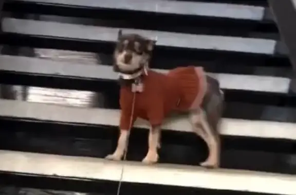 Help Find Lost Dog in Alexandria, VA