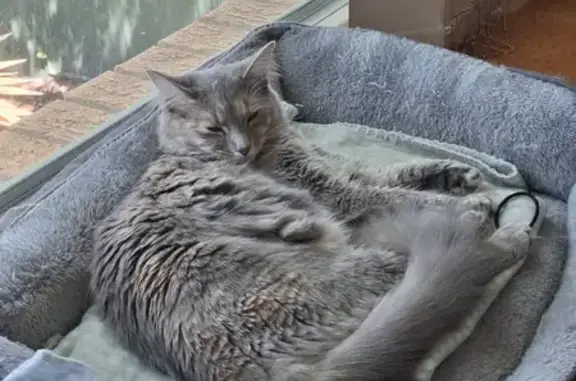 Missing cat , photo: Lost Grey Cat with Fluffy Tail - Woden