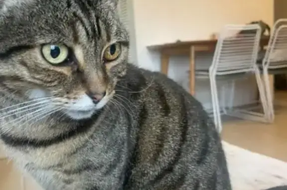 Missing cat Sydney, photo: Lost 12yo Tabby Cat on Palmer St, Sydney