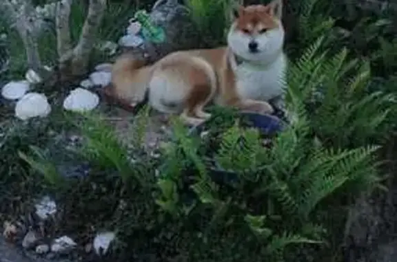 Animaux perdus Beauvoir-sur-Mer, photo: Chien fauve perdu, collier rouge, Beauvoir