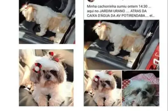 Cachorro perdido Fêmea (brl002006) - photo