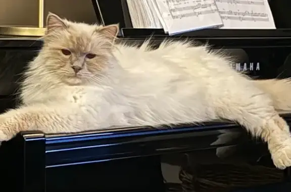 Lost White Birman Cat in Cape Town