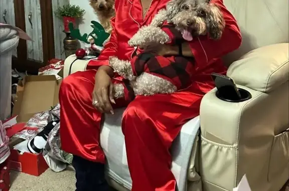 Missing dog Dover, photo: Help Find Remi: Unique-Eyed Poodle Lost