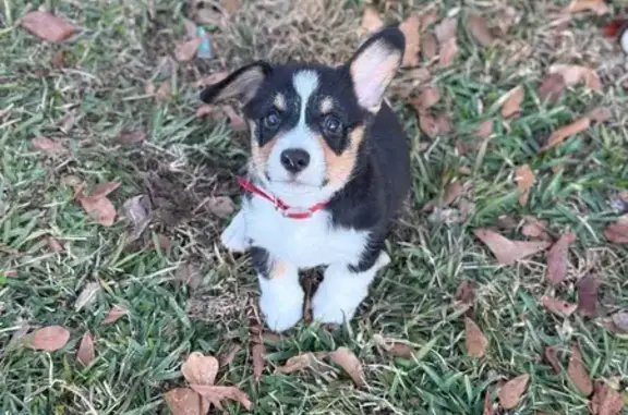 Lost Puppy: Red Collar in Saucier, MS - photo
