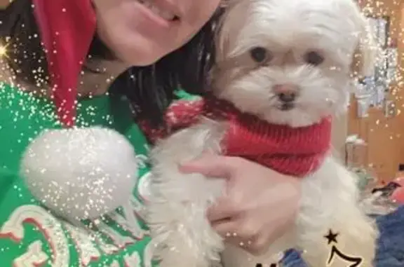 Lost dog, Salem Lakes