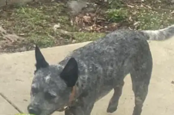 Lost Dog: Grey with Black Ears, Marriottsville - photo