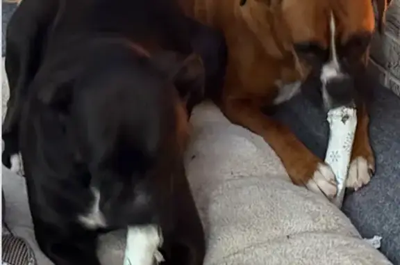 Missing dog , photo: Lost: 2 Friendly Female Boxers in Brandon