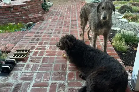 Found dog California City, photo: Found: 2 Giant Dogs in Rolling Hills, CA