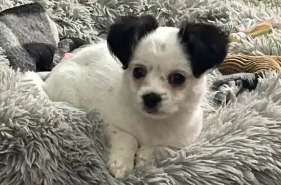 Lost Dog in Harrisburg: Regina St 1932 - photo