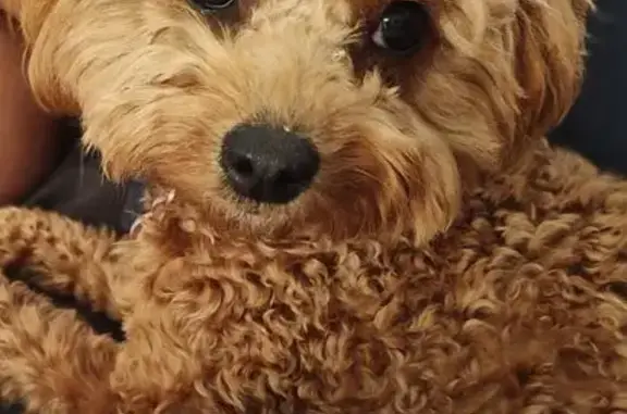 Missing dog Onkaparinga, photo: Lost Ruby Dog Milly in Onkaparinga