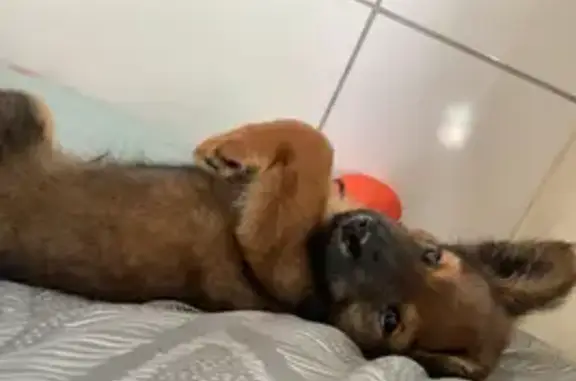 Cachorro encontrado Macho (brf002008) - photo