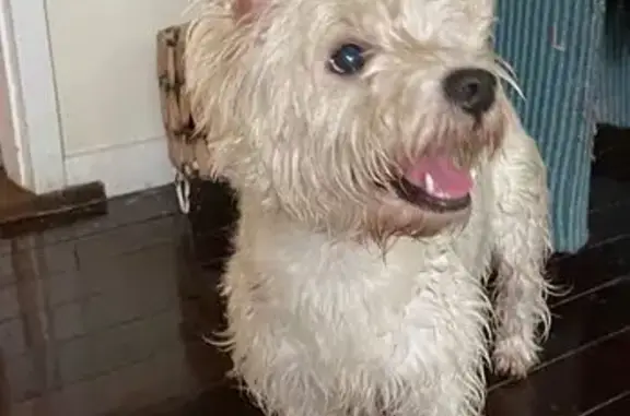 Friendly Young Dog Found on Pa...