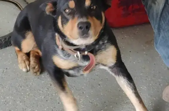 Lost Heeler-Collie Mix in Georgia